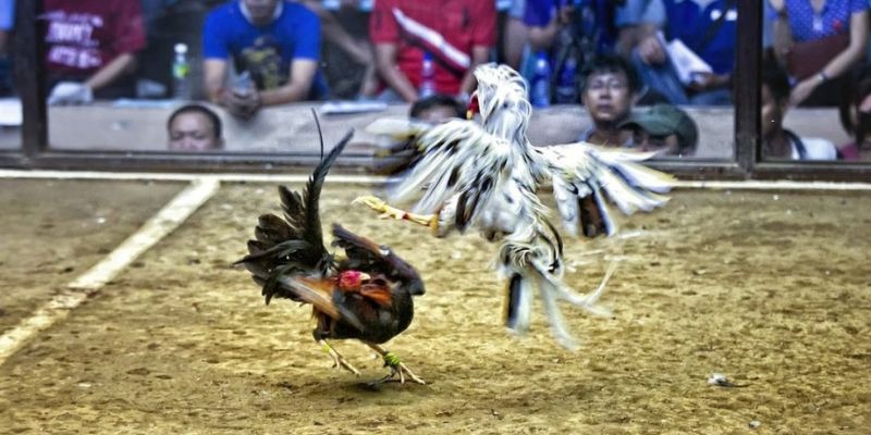 go99 xổ số miền bắc hôm quả
