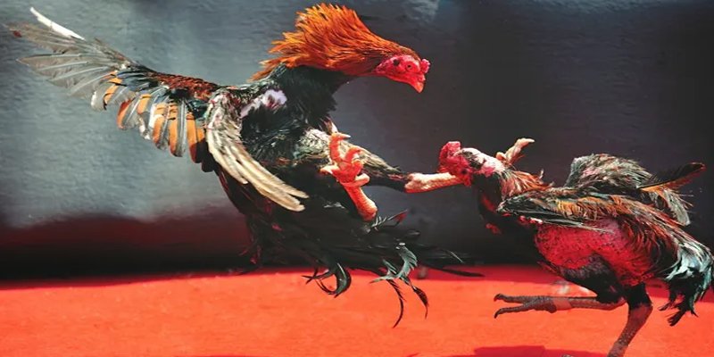 go99 c1 gà chọi
