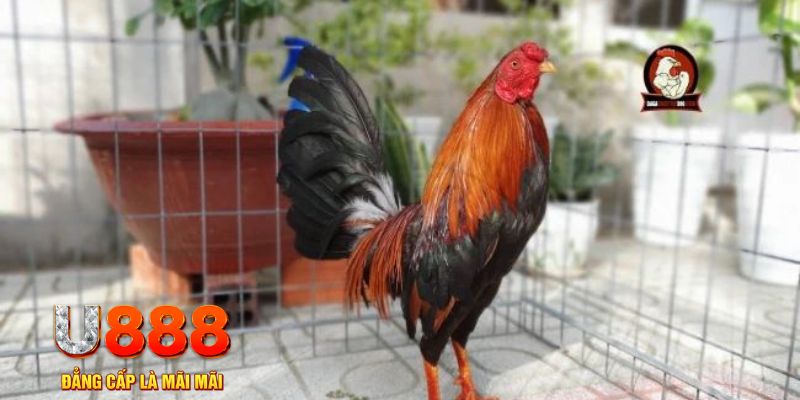 go99 game máy bay nổ hũ
