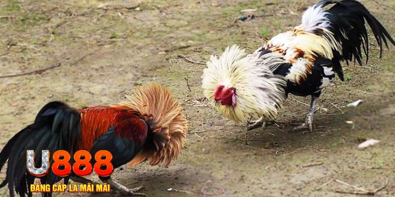 go99 game nổ hũ là gì